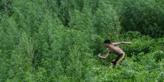 Pemusnahan ladang ganja siap panen di Indrapuri