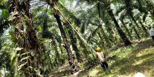 Upah murah dan tanpa uang lembur, potret kelam buruh sawit Tanah Air