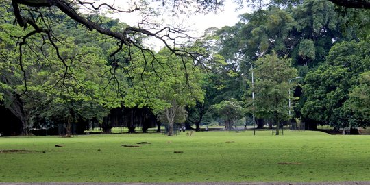 Hari ini Kebun Raya Bogor ditutup untuk umum