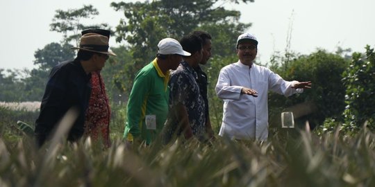 Di kebun nanas, Gus Ipul launcing program 