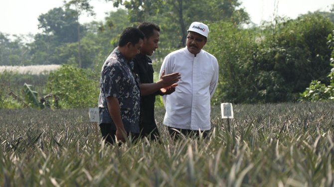 gus ipul mendatangi kebun nanas di kediri