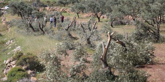 Pasukan Israel robohkan ratusan pohon yang ditanam rakyat Palestina