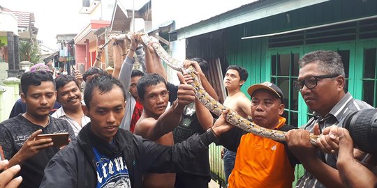 Mau ganti plafon, ketua RT di Samarinda temukan ular piton 3,5 meter