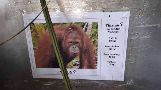 orangutan yang dilepasliarkan ke kehje sewen