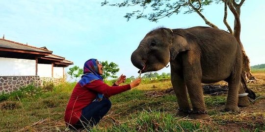 Warga Aceh selamatkan anak gajah yang terjerat kaki kirinya