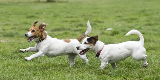 Warga desa di India bantai 13 anjing karena tiga bocah tewas digigit dalam sehari