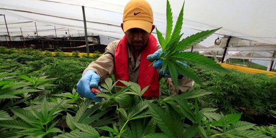 Melihat kebun ganja untuk obat pertama di Kolombia