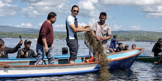 Safari politik di Sultra, AHY panen rumput laut