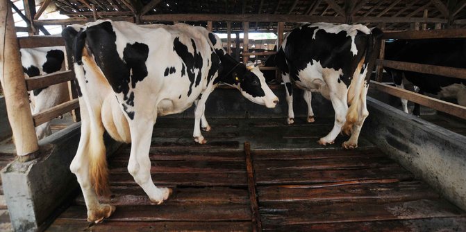 Dengan Peran Koperasi Desa Sumogawe Disulap Menjadi Lokasi Wisata