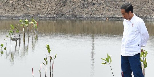 Jokowi bakal resmikan penanaman kembali kelapa sawit di Riau