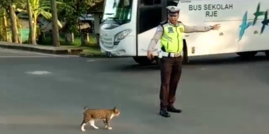 Netizen puji polisi di Muba bantu kucing menyeberang jalan raya