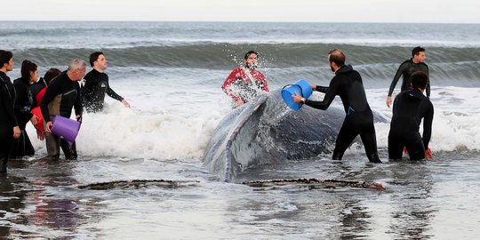 Lolos dari perburuan, paus berkepala melon terdampar di Pantai Oesapa