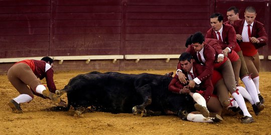Aksi pertarungan matador lawan banteng di Portugal