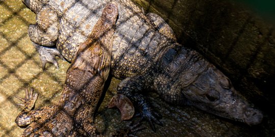 BKSDA Jateng teliti buaya muara yang ditemukan di Sungai Serayu