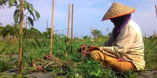 Petani diminta laporkan dugaan 'permainan' program swasembada bawang di NTB