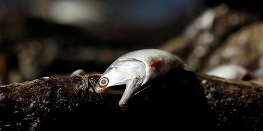 Ratusan ikan cakalang mati misterius di pantai Minahasa Tenggara