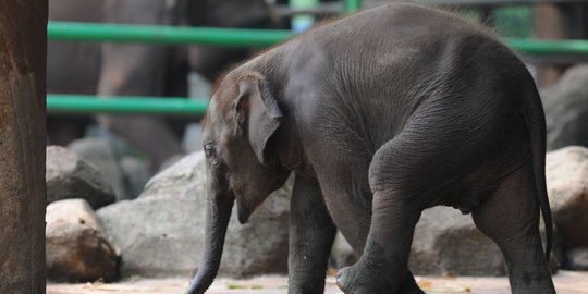 Gajah kembali turun ke persawahan warga di Aceh