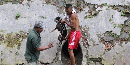 Penyelamatan anjing yang 3 hari terjebak di gorong-gorong Kali Gresik