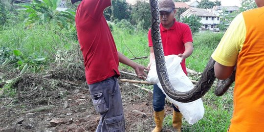 Pekerja proyek apartemen di Margonda nyaris dililit ular sanca 4 meter