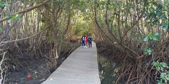 Hutan mangrove, alternatif tempat ngabuburit di Bali