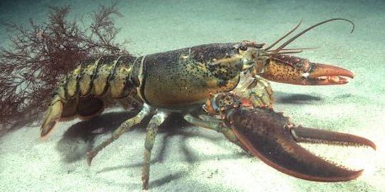 KKP catat kasus penyelundupan didominasi benih lobster di 2018