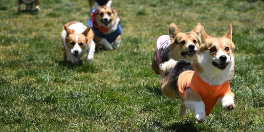 Lucunya lomba adu cepat anjing corgi di Amerika