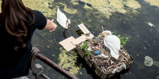 Kehidupan angsa di Denmark berkembangbiak di atas sarang dari sampah