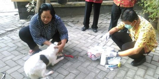 Antisipasi rabies, Pemkot Solo vaksinasi dan pasang mikrochip anjing