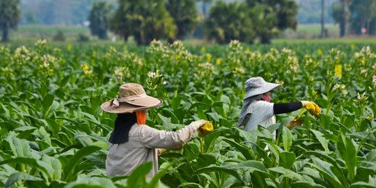 Pembahasan RUU Pertembakauan disarankan tidak dilanjutkan, ini alasannya