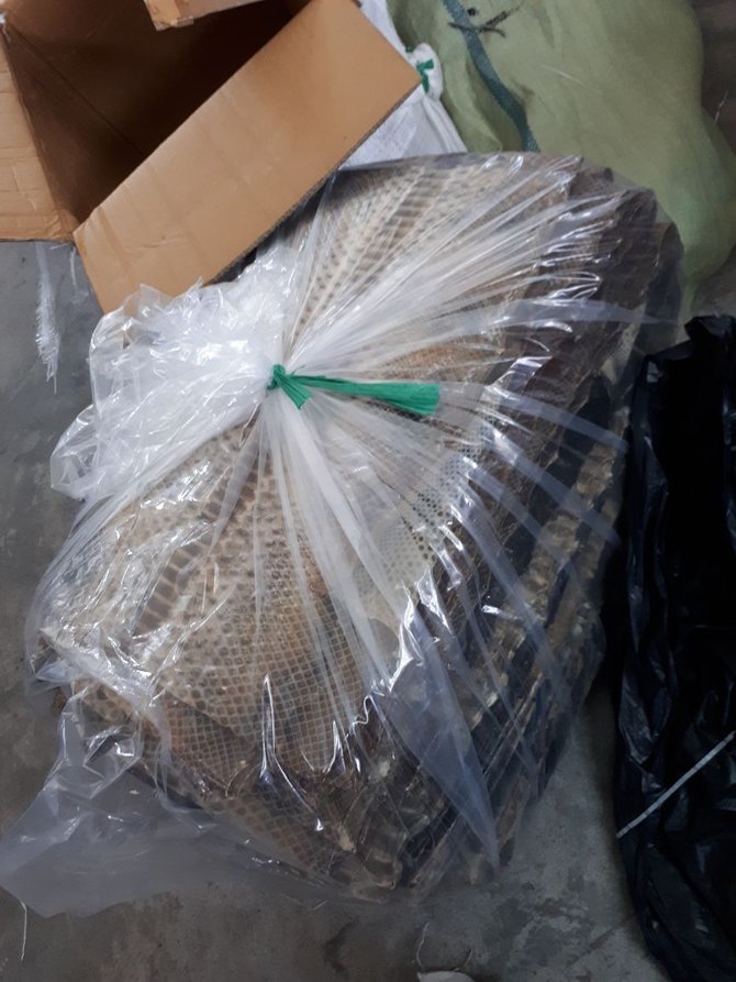 paket kargo dari pekanbaru ternyata kulit ular dan biawak