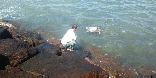 Penyu jenis lekang ditemukan tewas dengan kaki terikat tali di Pantai Jembrana