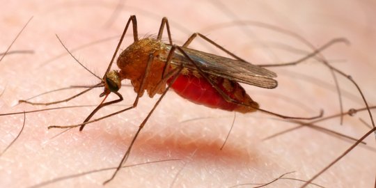 7 hal ini bikin Anda lebih sering digigit nyamuk