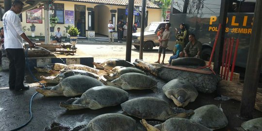 Puluhan penyu hijau disita polisi dari warga di Jembrana