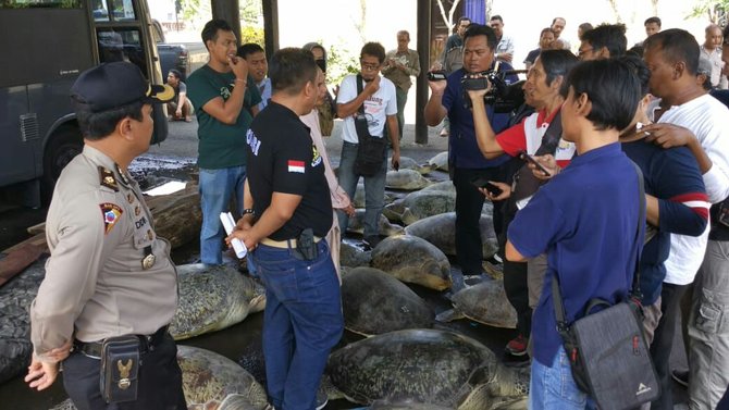 polres jembrana amankan puluhan penyu hijau