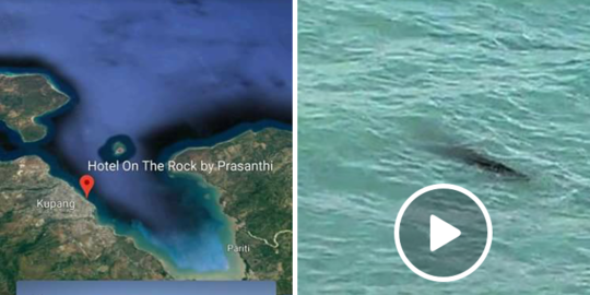 Muncul di pantai Kelapa Lima Kupang, buaya 2,5 meter bikin resah masyarakat