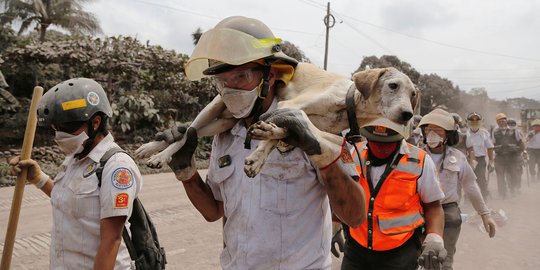 Aksi petugas damkar selamatkan hewan dari letusan Gunung Fuego