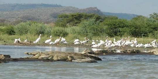 Buaya terkam pastur di Ethiopia saat pembaptisan di tepi danau