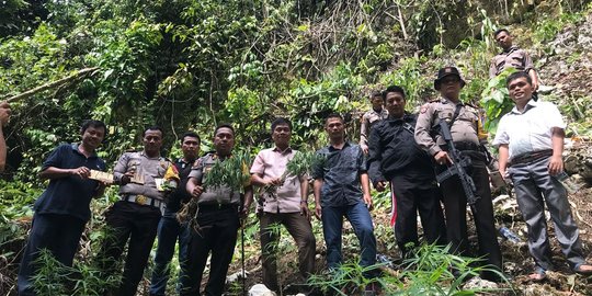 Polisi temukan satu hektare ladang ganja di Nias Selatan