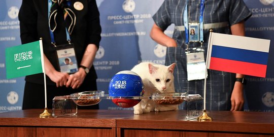 Aksi si kucing tuli ramal pemenang Rusia vs Arab Saudi