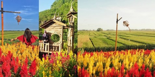  Taman  Bunga  Celosia  Hamparan Penuh Warna Ala  Eropa di 