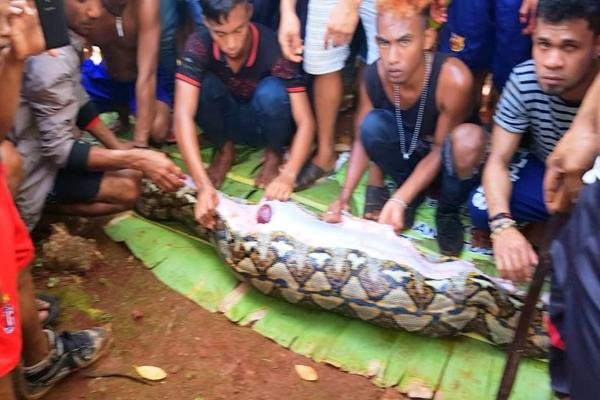 perempuan dimakan ular piton