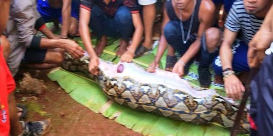Ular Raksasa Ditemukan Di Hutan Kalimantan Diduga Habis Makan Manusia Merdeka Com