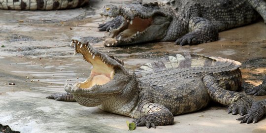 Duel dengan buaya muara 3 meter, Sudding luka-luka di sekujur tubuh