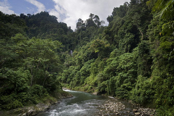 hutan hujan tropis sumatera