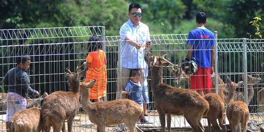 Melihat penangkaran rusa di Kota Bogor