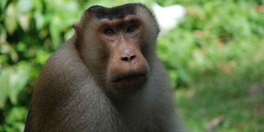 Serangan monyet beruk bikin geger warga Bekasi, dua satpam jadi korban
