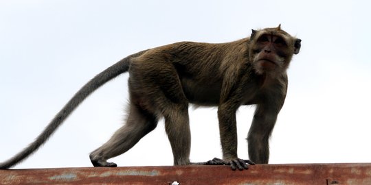 Monyet liar gigit 2 petugas keamanan, Pemkot Bekasi kerahkan damkar
