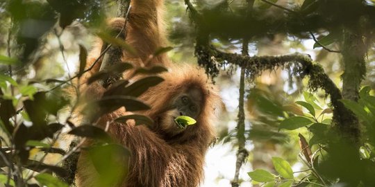 BKSDA Aceh sita Orangutan yang dipelihara anggota TNI