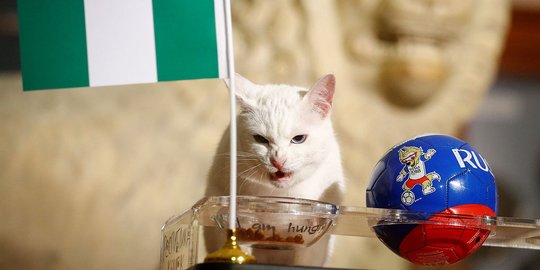 Kucing ajaib Rusia ramal Nigeria kalahkan Argentina