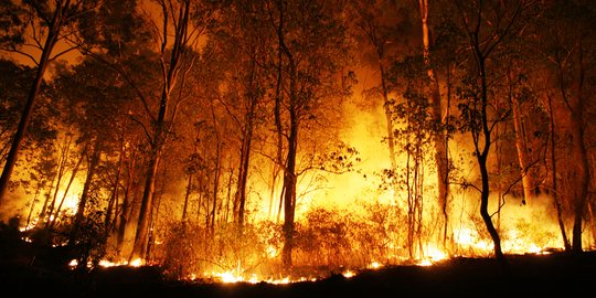 Kebakaran Hutan Lindung di Ponorogo belum dapat dipadamkan